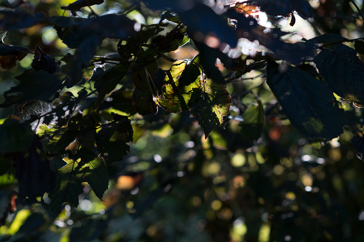 Photo de feuilles de noisetier